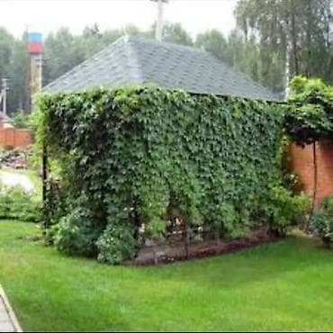 цветочный горошок: Пионы. Пионы травянистые. Пионы кустарниковые. Пионы древовидные — 3