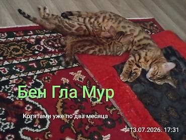 Животные: Бенгальская, 2 месяца, Девочка, Приучена к лотку — 1