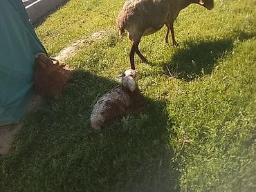 Продаю | Ягненок | Полукровка | Для разведения | Матка — 4