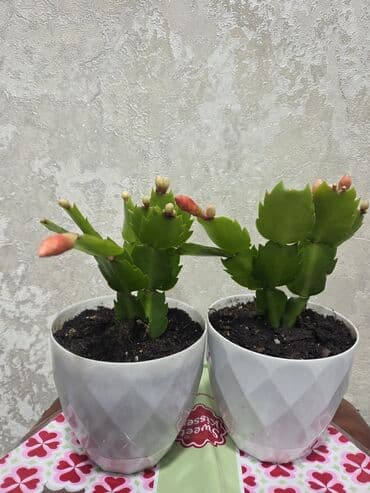 кочот алма: Алоказия (Alocasia) в декоративном горшке - Эффектные стреловидные — 2