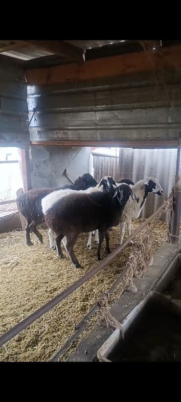 овцы меринос цена: Сатам | Ургаачы кой (ургаачы) | Гиссар | Көбөйтүү үчүн | Ургаачы, Токту — 1