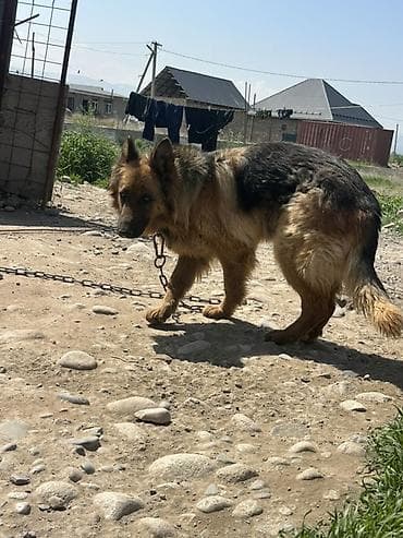 матки пчел: Немецкая овчарка, длинношерстный. Надо проучить агрессивная собака В — 4