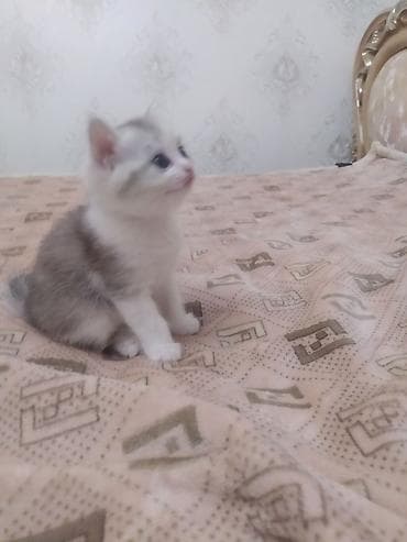 котенок сфинкса: Очаровательный котёнок шотландский скотиш страйт,небесно‑голубыми — 9