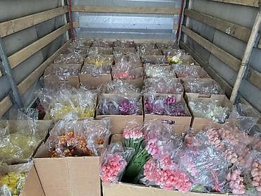 ❗️❗️ ❗️ принимаю заказы оптом тюльпанов и в розницу✅ Оптом принимаю — 5