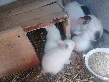 Козы, козлы: Продаю | Крольчата | Для разведения — 4
