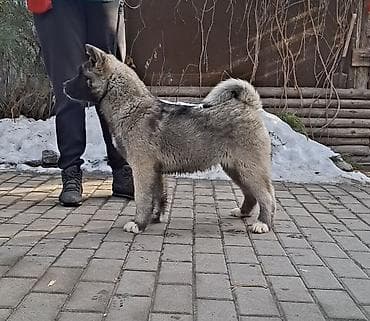 продажа охотничьих собак: 3 месяца, Самка, С родословной — 3