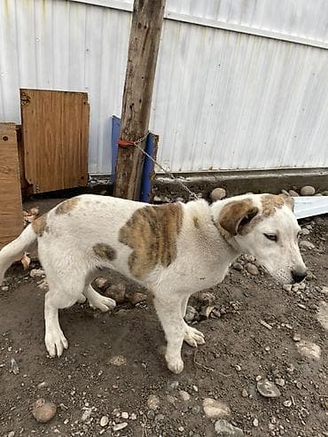 купить колли собаку: Собака средних размеров 3 месяца короткошёрстная, белая с рыжими — 7