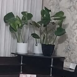 где можно купить подставку для цветов: В наличии цветочные подставки круг-2500 вертикальные-3000, Азалии — 26