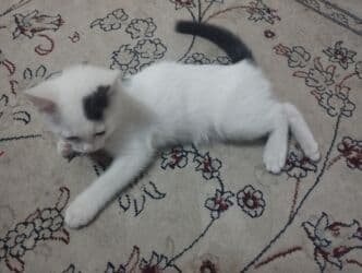 отдам котенка в добрые руки: Ищем семью для малыша. Мальчик. Возраст 2,5 месяца,к лодку приучен — 4