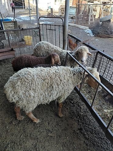 сколько стоит капибара в кыргызстане: Продаю | Овца (самка) | Для разведения — 4