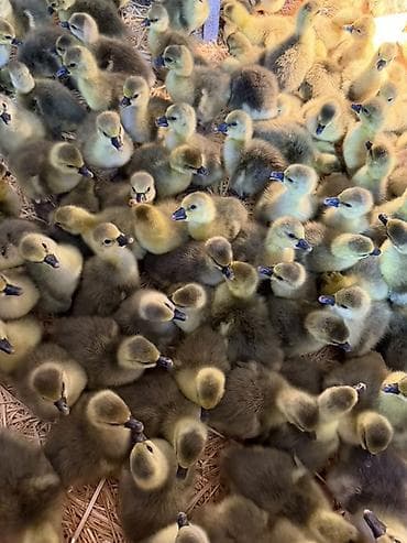 продажа собак в бишкеке: ГУСЯТА ПОРОДА «КРУПНАЯ СЕРАЯ»
Г.КАНТ — 1