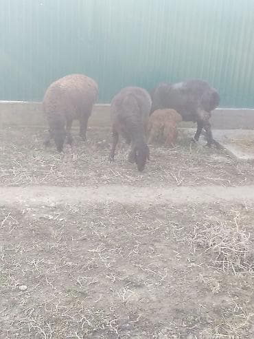 охотничье собаки: Козулу кой,бооз койлор круг сатылат — 5