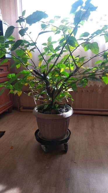 розы садовые: Продаю китайскую розу,,два больших дерева.цена за один горшок — 2