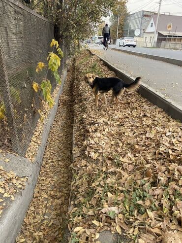 домик для собаки купить: Собака даром: 1 год, Самка, С прививкой — 5