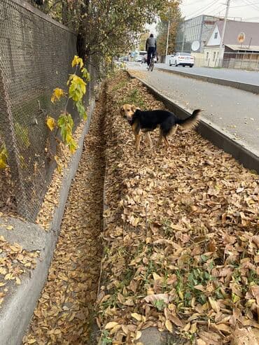 акустические системы promate колонка в виде собак: Собака даром: 1 год, Самка, С прививкой — 4