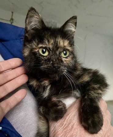 шиншилла британская кошка цена: Отдам в ОЧЕНЬ добрые руки котят невероятной красоты! Находятся в — 10