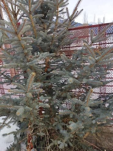 Другие товары для дома: Ель голубая. Самовывоз. Цена договорная. с. Кереге-Таш — 1