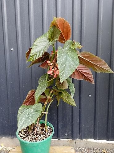 Бегонии: Бегония макулата (Polka Dot Begonia, бегония «ангельские крылья») в — 2