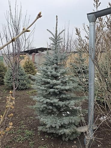 тянь шань: Продаются голубые и тянь-шанские ели. Высота: от 1 до 2,3 метра. 🌲 Ели — 4