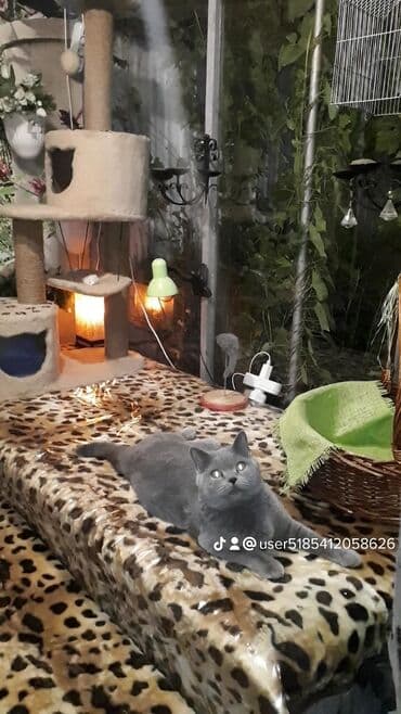 где купить домик для кошки: Для котиков и кошечек круглосуточная кото-гостиница г.Бишкек — 3