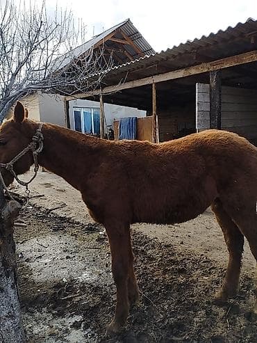 Зоотовары: Продаю | Жеребенок | Кара Жорго | Для разведения | Племенные — 2