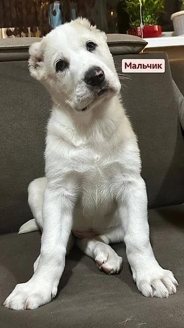 бишкек собака: Продаются великолепные щенки алабая от чистокровных родителей с — 5