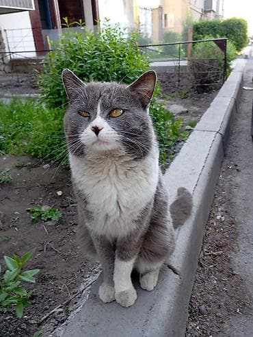сиямские кошки: Мальчик — 1