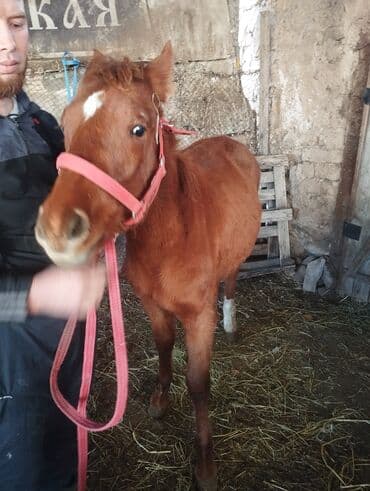 продажа кормов для сельскохозяйственных животных: Продаю | Жеребенок | Конный спорт — 3