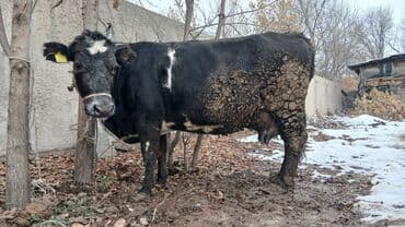 Кошки: Продаю | Корова (самка) | Для разведения, Для молока | Стельные — 1