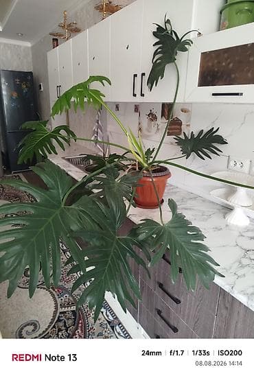Филодендрон разнолистный (Philodendron bipinnatifidum, он же