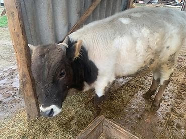 кочкор сатам: Сатам | Бука (эркек) | Швиц | Бордоп семиртүү үчүн | Асыл тукумдуу — 4