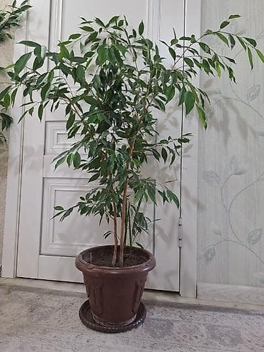 Фикустар: Фикус Бенджамина в горшке - Вид: Ficus benjamina — 3