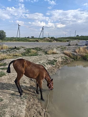 один владелиц: Продаю | Жеребенок | Полукровка | Для разведения | Племенные — 9
