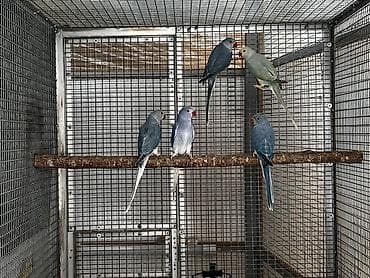 баа: Александрийские ожереловые попугаи (Psittacula eupatria) Имеются — 7