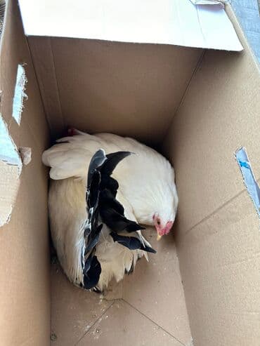 двухчубые голуби цена: Продаю японских Шабо. Привозные. Окрас бежевый и белый! Можно семейкой — 8