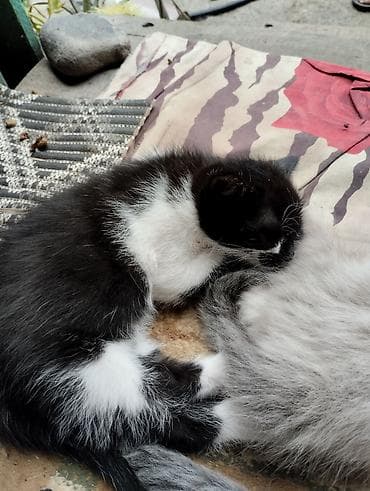 возьму котят: Очаровательные сиамские котята,пушистые девочки. Крысоловы.Пятнистый — 5