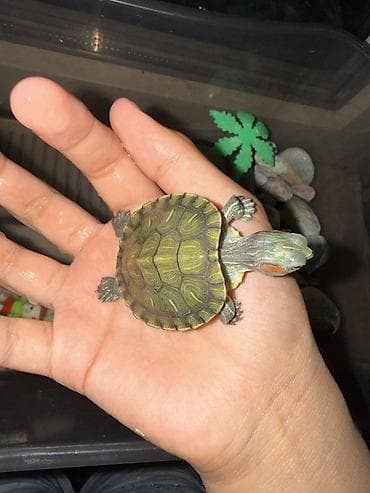 рыбый корм: Красноухая водная черепаха (Trachemys scripta elegans) - Молодая — 6