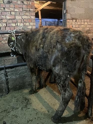 мясо быков: Продаю | Бык (самец) | На откорм | Привязанные — 3