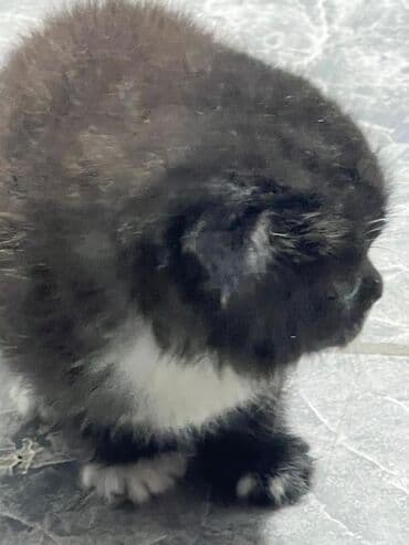 британская короткошерстная кошка: Котята-«носочки» черно-белого окраса (мини-«смокинги») - Пушистые — 4