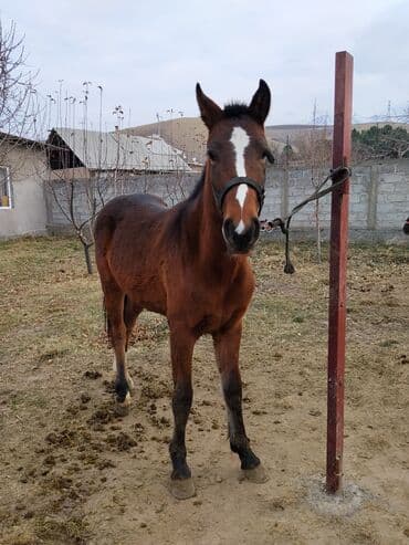 продажа щенков немецкой овчарки с документами в бишкеке: Продаю | Жеребенок | Конный спорт — 6