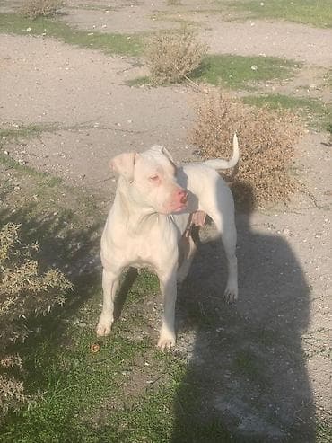 срочна алмашам: Питбуль, 1 месяц, Самец — 10