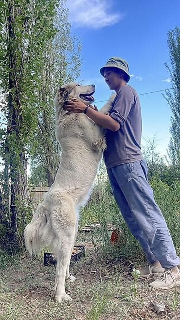 кеклик бишкек: Ит кууту: Алабай, Ургаачы, 1 жаш — 1