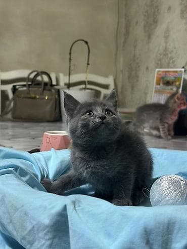 Продажа кошек: Скотиш Страйт (Шотландская прямоухая), 1 месяц, Девочка, Серый, Приучена к лотку — 6