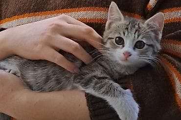 сколько стоит котенок мейн куна: Отдам в добрые руки котенка, 5 месяцев, девочка. Приучена к лотку — 1