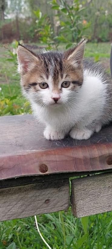 ориентальная кошка черная: Котята красавцы — два мальчика. Кушают самостоятельно, активные и — 2