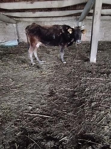 Айыл-чарба жаныбарлары: Сатам | Уй (ургаачы) | Көбөйтүү үчүн | Кунажын — 1