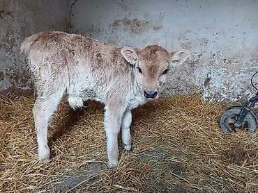 Корма для с/х животных: Продаю | Бык (самец) — 2