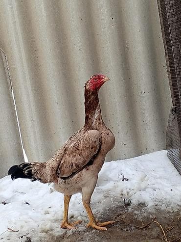 седло велосипед: Электровелосипед, Б/у — 4