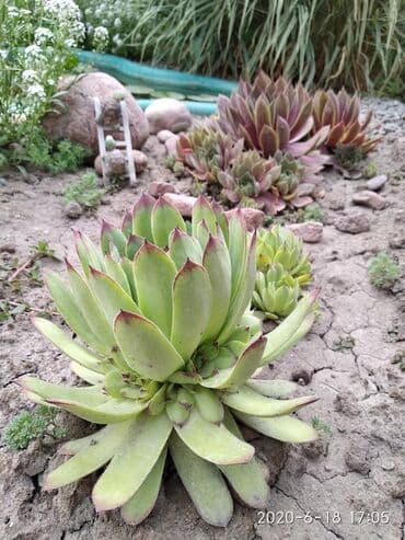 агроволокно рулон цена бишкек: Көчөттөр гүлдүн: Өзү алып кетүү — 1