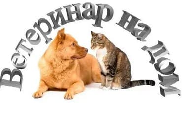 ветеринар вызов дом в бишкеке: Услуги ветврача. вызов на дом. вакцинация, лечение — 1